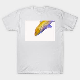 Golden yellow Ogon Koi carp fish T-Shirt